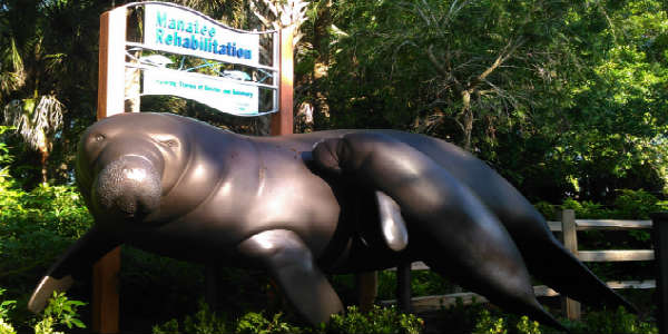Manatee Rehabilitation Area at SeaWorld Orlando 