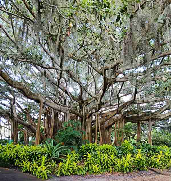 Cypress Gardens