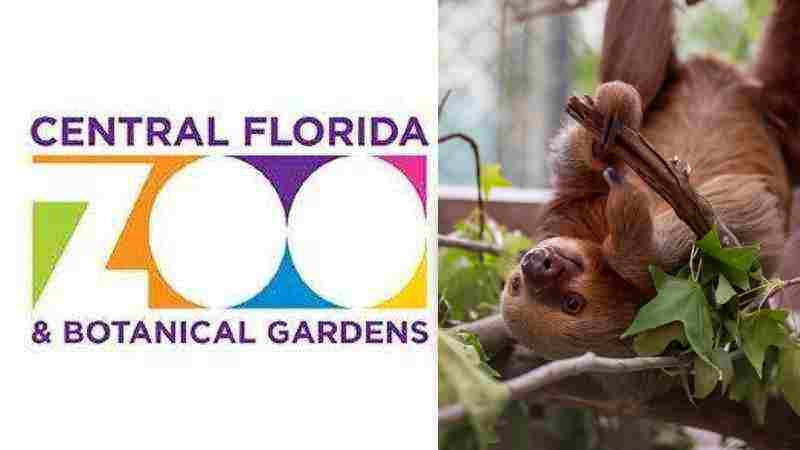 Central Florida Zoo - Sloth