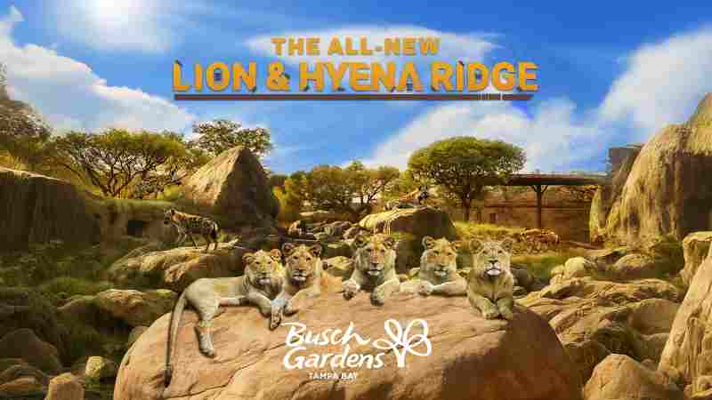 Lion & Hyena Ridge